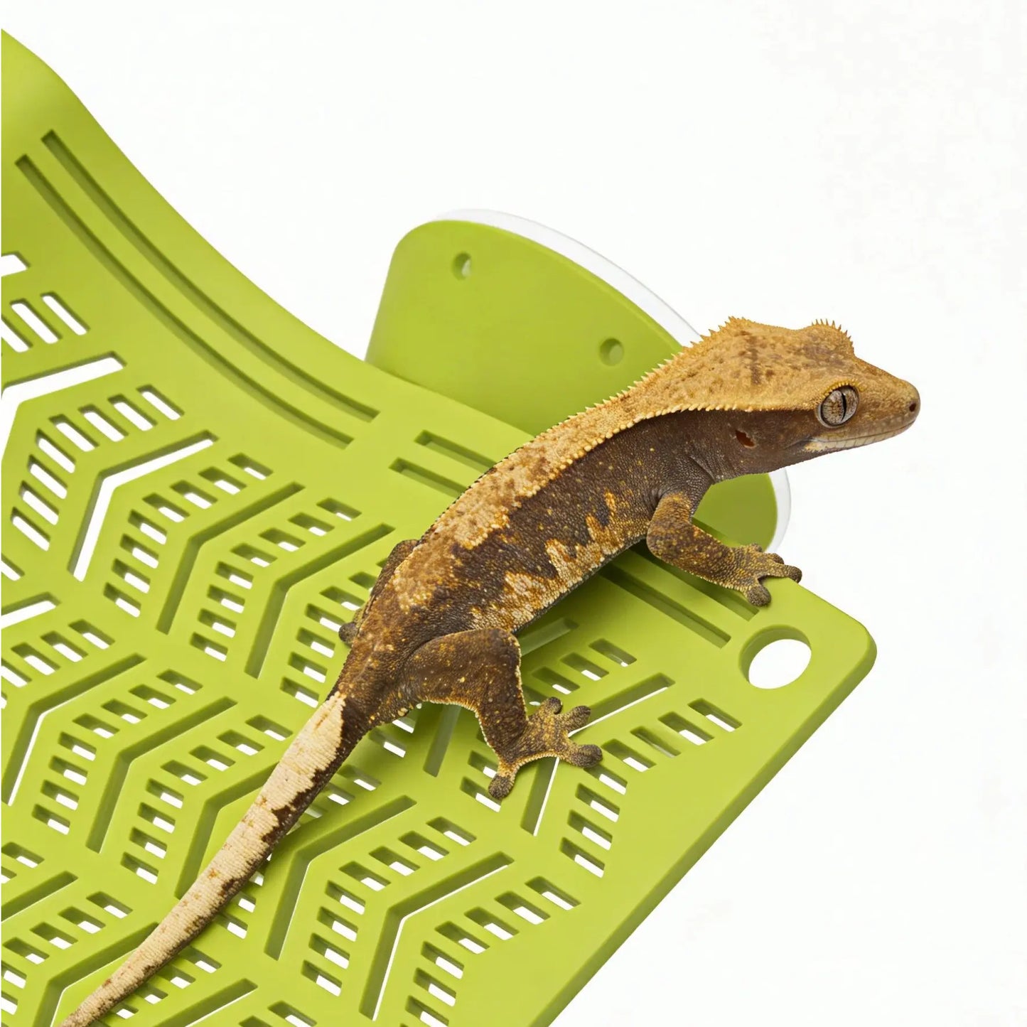 Herpify Versatile Plastic Reptile Hammock with Vented Plate and Suction Cups - Perfect for Frogs, Lizards, Bearded Dragons, Crested Geckos, and Snakes