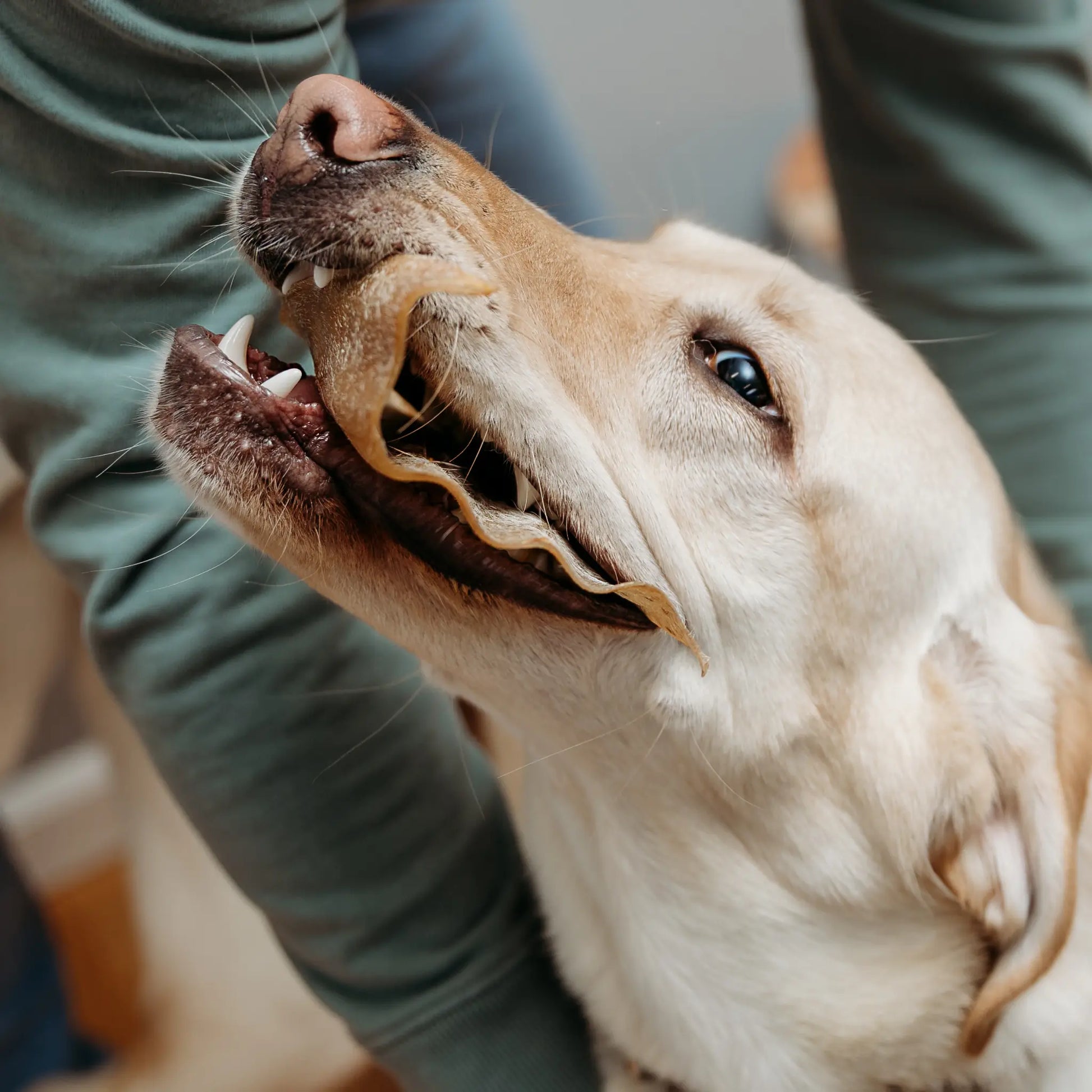 Mighty Paw Natural Ear Chews Bundle - Premium Grass-Fed Cow and Half Pig Ears for Dogs, Grain-Free Dental and Joint Support Treats, High Protein Options for All Breeds